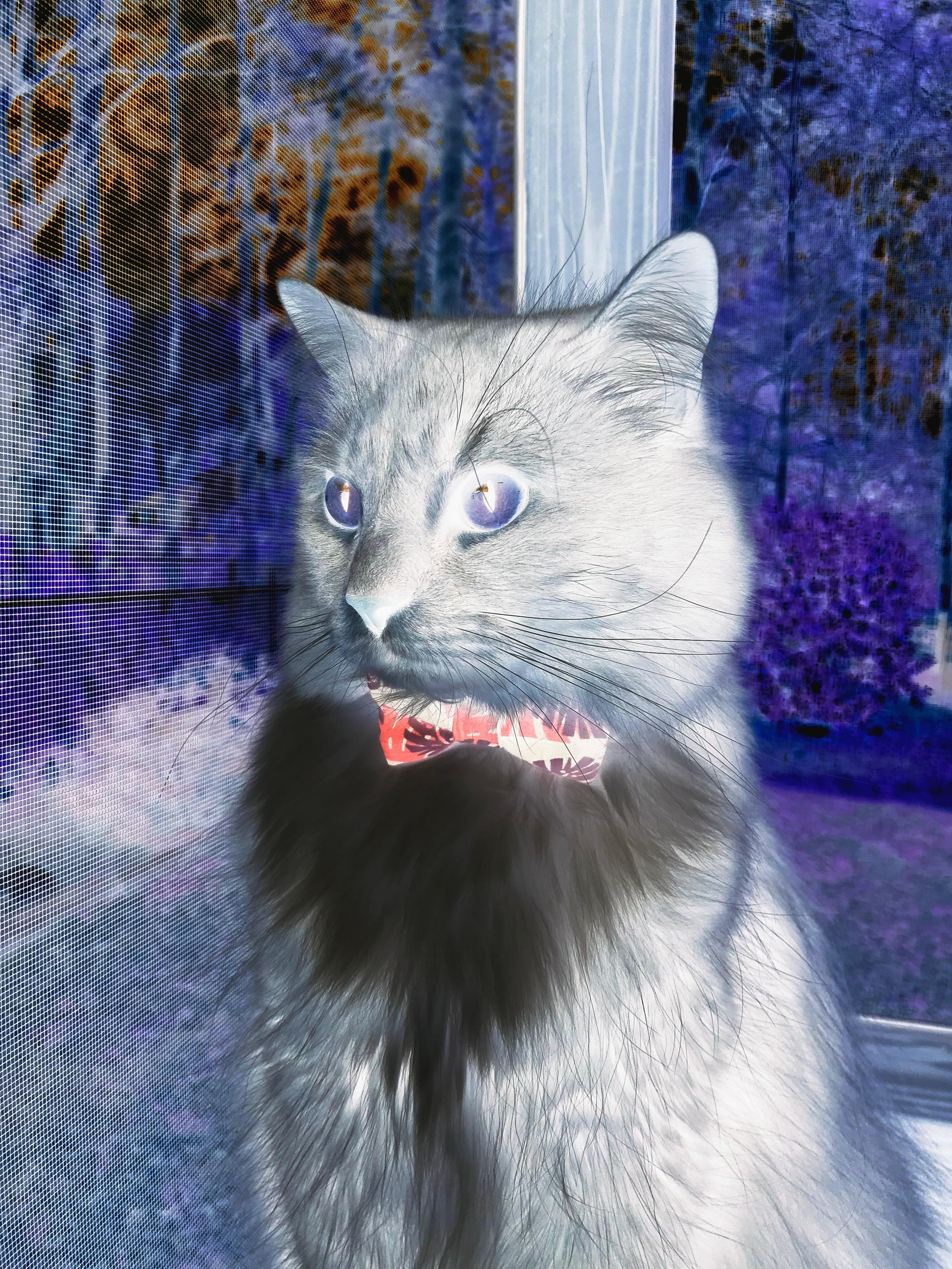 金属洪流与赤色闪电,雷诺横扫索伯,维斯塔潘划破夜空