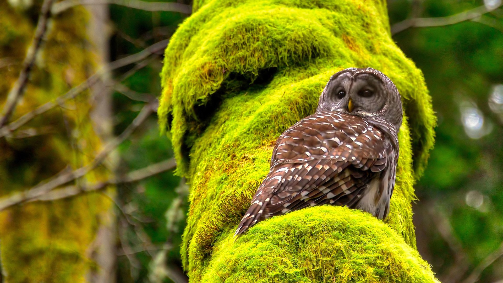 雨幕下的逆袭,索伯灰姑娘力克红牛巨人,汉密尔顿激情引爆赛场