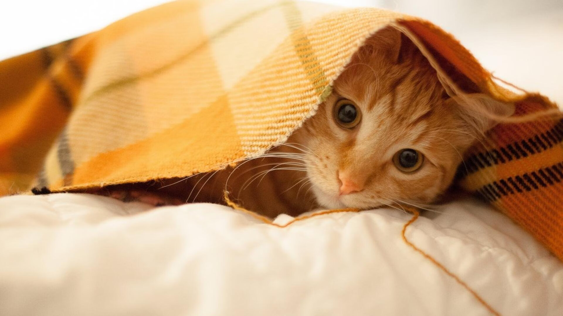 鏖战东方,当快船驶入珠江,库里之火点燃广州之夜