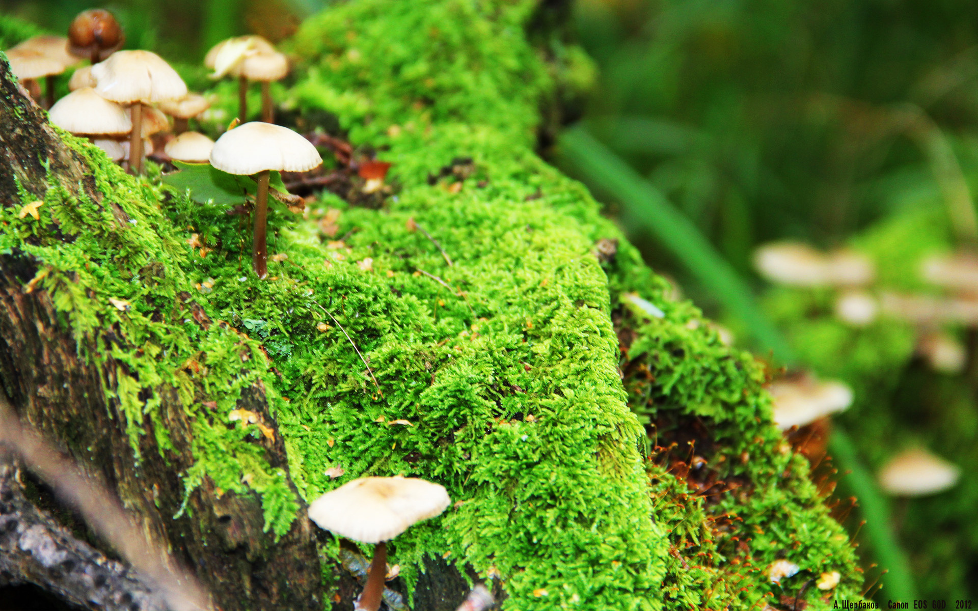 当广东宏远跨越次元壁,AI模拟揭示字母哥统治力唯一性