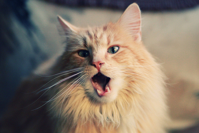 波尔魔术师之夜,法国队逆流而上,英格兰黯然退场