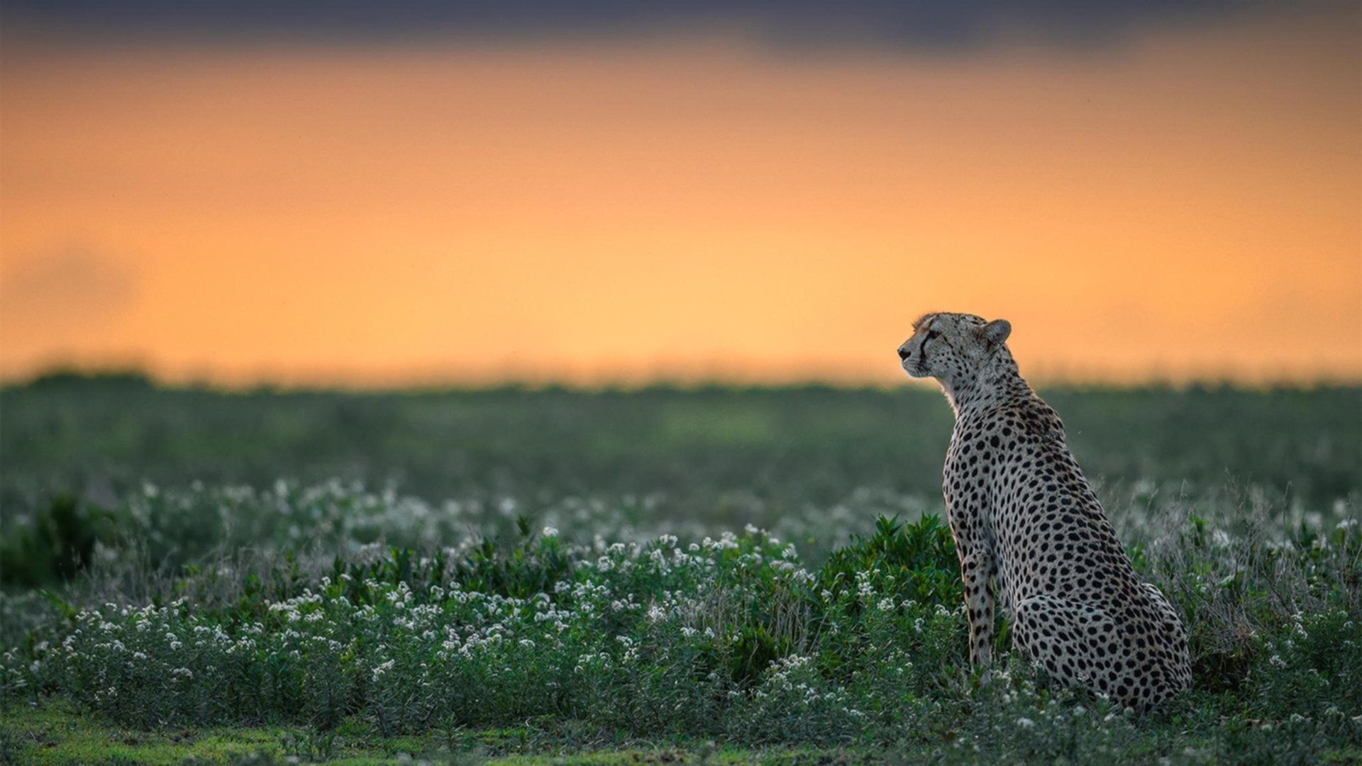 最后一棒的重量，阿尔卡拉斯用年终之力击穿温网，扛起一个时代的交接