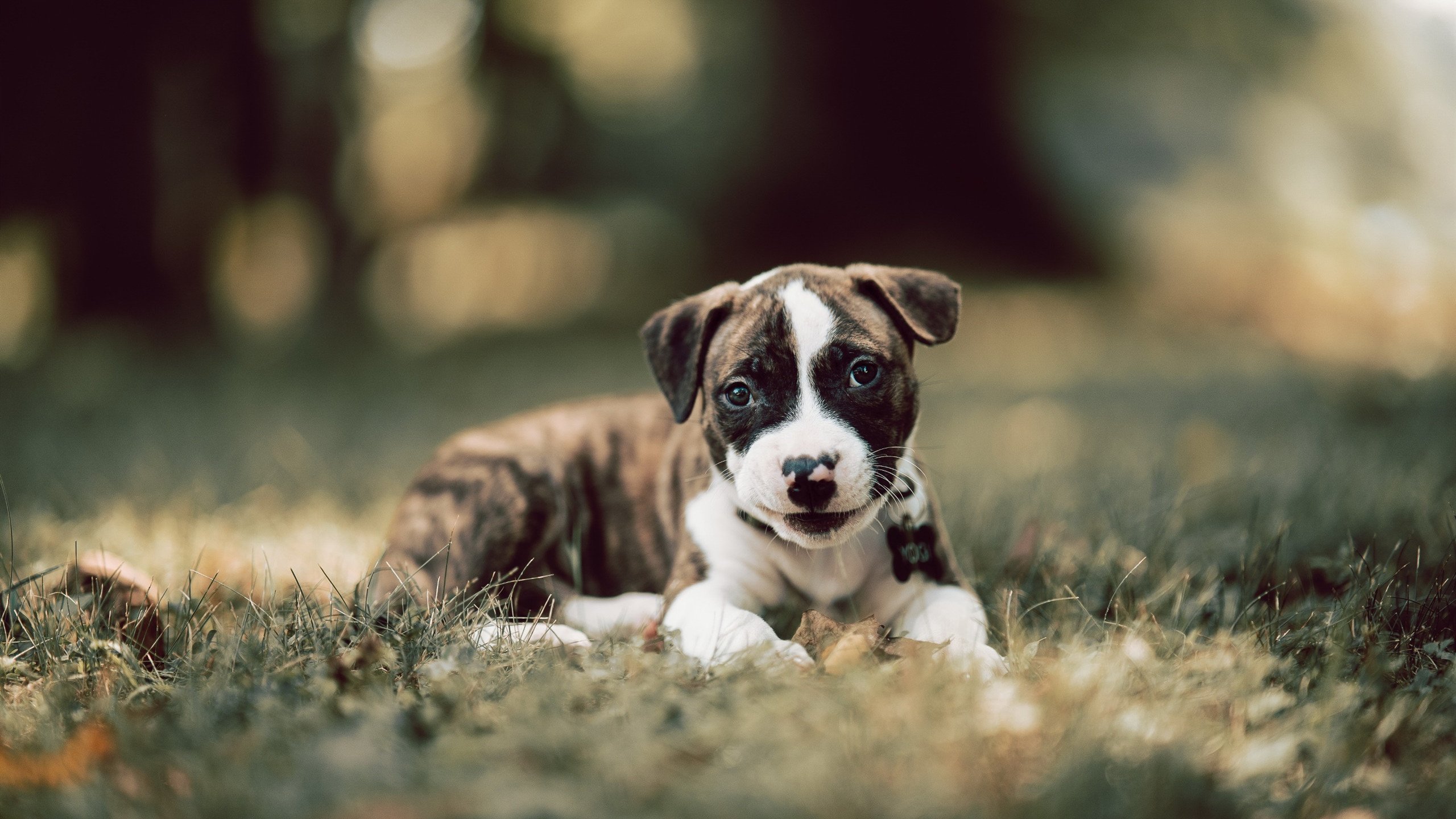 绿茵棋盘上的独舞，莫德里奇用冷静的弦乐，指挥佛罗伦萨与曼联的对决变奏曲