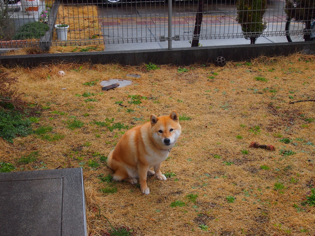 篮网完胜湖人启示录，锡安·威廉姆森，现代篮球的巨人屠夫