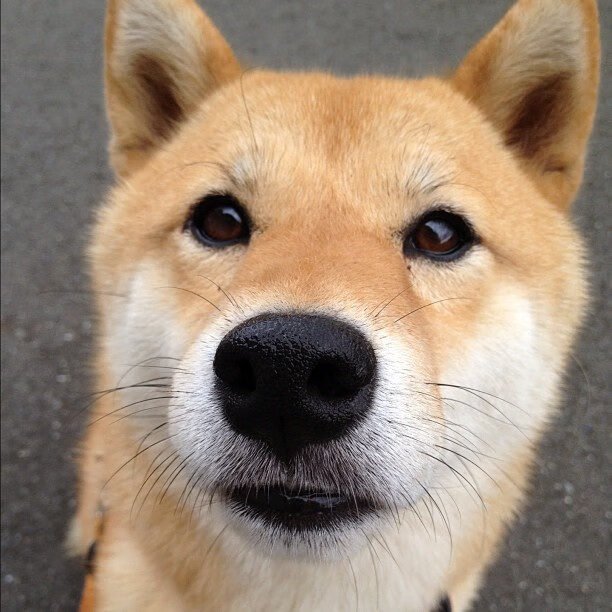 绿军心脏的最后一次跳动,阿拉巴关键回合不手软