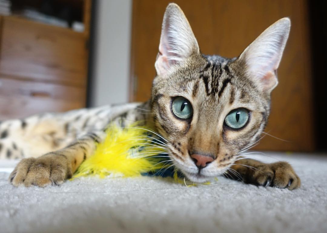 防守的雕塑与逆转的油画,当赖斯锁死时空,塞维利亚涂抹枫叶