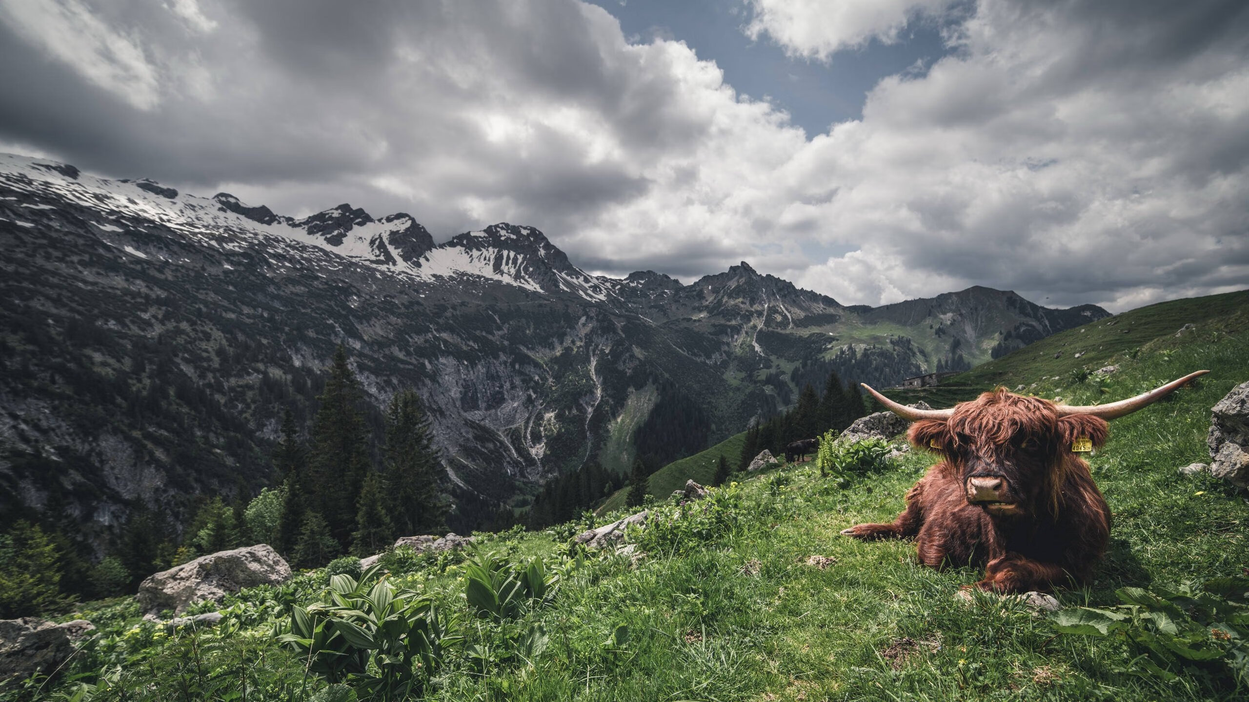 防守的雕塑与逆转的油画,当赖斯锁死时空,塞维利亚涂抹枫叶