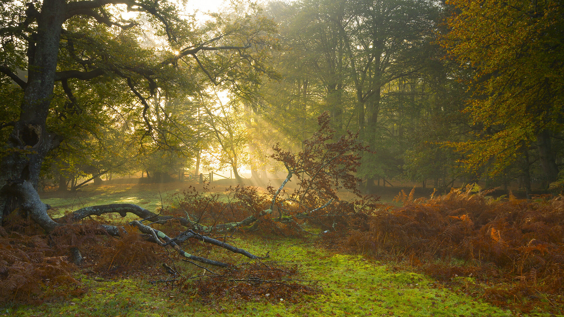 克瓦拉茨赫利亚生涯之夜闪耀,亚特兰大鏖战力克马德里竞技
