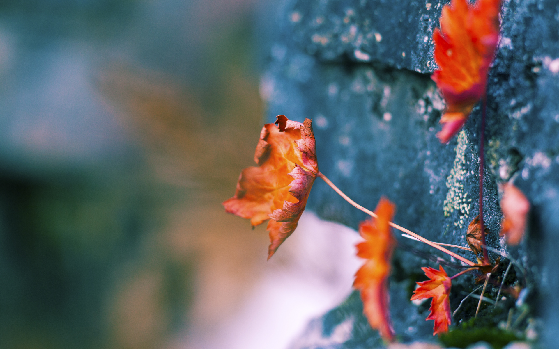 双重战场,从波哥大到波士顿的征服者叙事