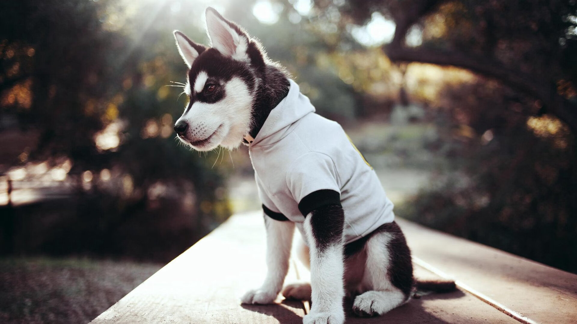 平行赛场，快船鏖战上海滩，文班亚马德甲加冕