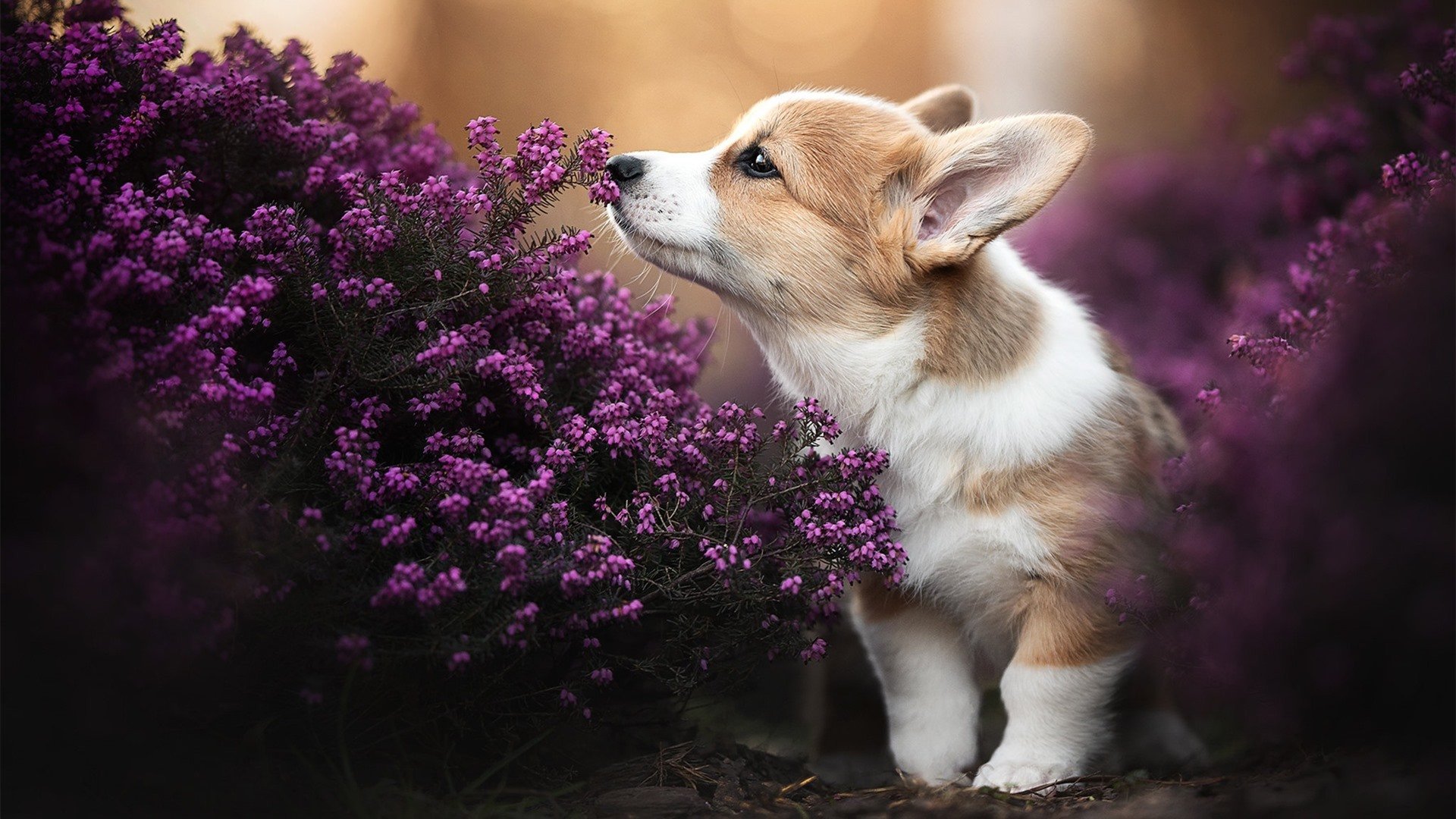 范弗利特轰37分主导攻防，热火末节发力打穿太阳