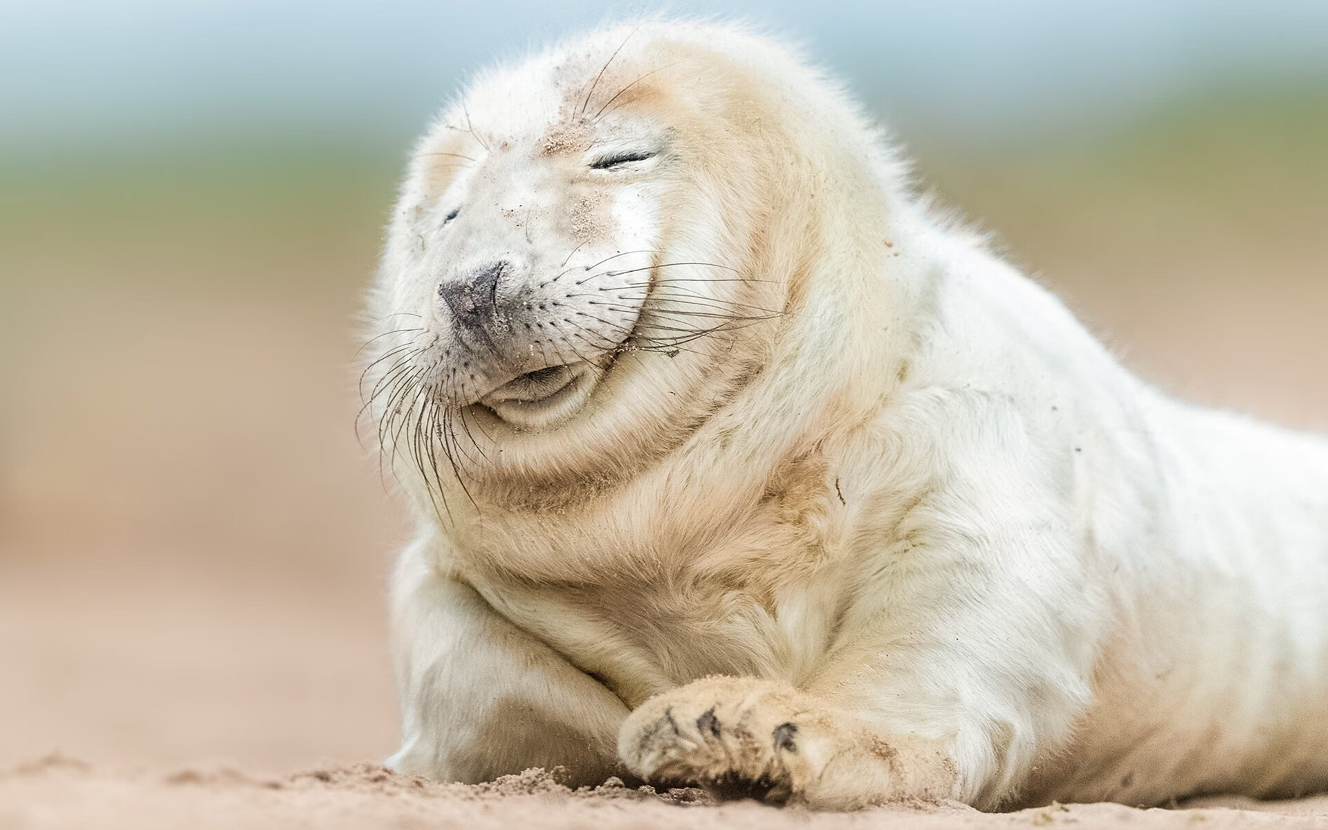 当蓝鹰掠过枫叶之国,哈弗茨的艺术足球如何让拉齐奥踏平加拿大