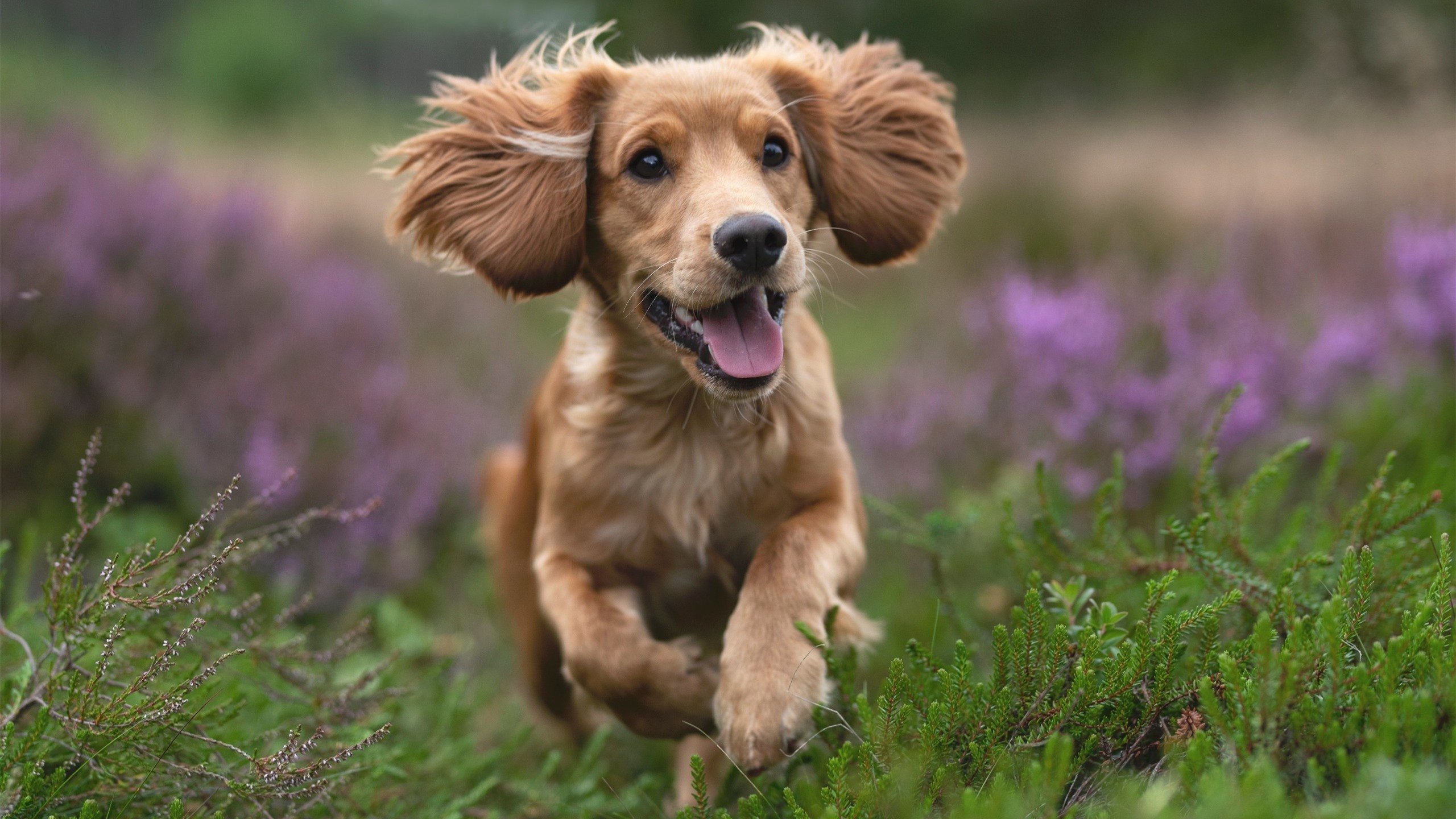 跨界之王，当篮球统治力征服两个世界—国王击溃开拓者，字母哥在意甲赛场的降维打击