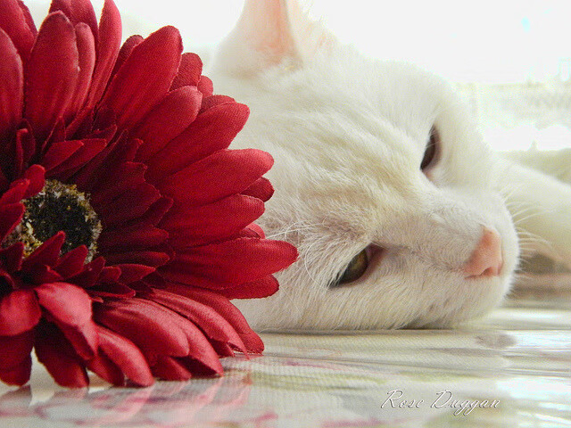 爱游戏下载-没有杜兰特的杜兰特之战，雄鹿VS湖人如何成为联盟的镜像寓言