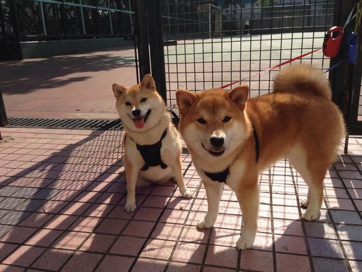 从平凡到非凡,法比尼奥如何用巨星之力导演突尼斯一波流带走荷兰