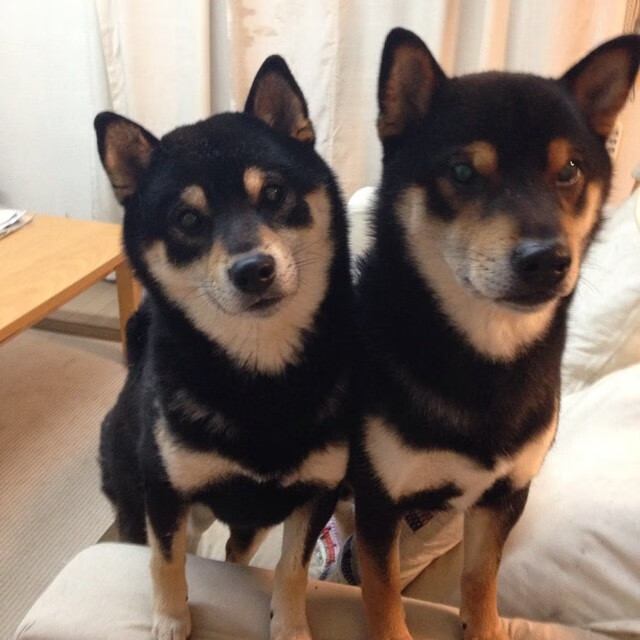 夜空中的独星，西亚卡姆用一记绝杀改写步行者与猛龙的叙事