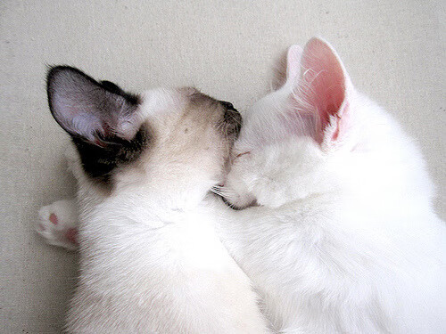 皇马吞下整个瑞典国家队，迪巴拉欧冠决赛上演灵魂寄生？