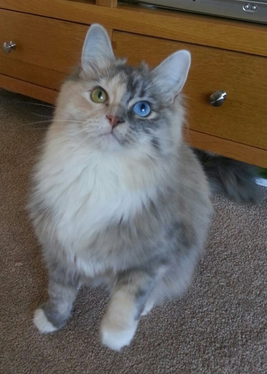 欧冠淘汰赛教科书之夜，布伦森用旧灵魂演绎现代足球终极答案